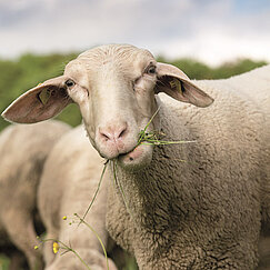 Schaf von vorn, Gras fressend
